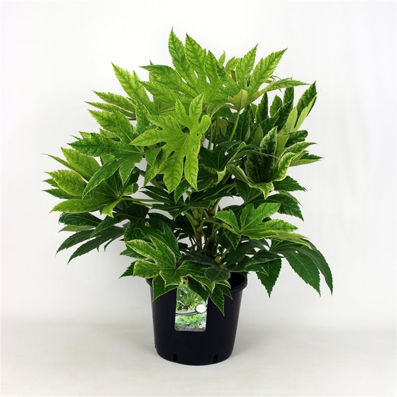 Fatsia japonica 'Spider's Web' - C12